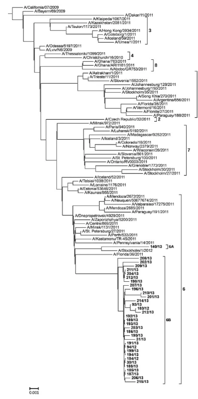 Fylogenetická analýza molekuly hemaglutininu H1 Strom byl sestrojen metodou Maximum Likelihood (100replikací) na základě reprezentativních H1 sekvencí z roku 2011 získaných z databáze GISAID [7] a vztažen k vakcinačnímu kmenu A/California/7/2009(H1N1). Pro přehlednost jsou analyzované viry uvedeny pod kmenovým číslem a zvýrazněné tučně.
Fig. 1. Phylogenetic analysis of the hemagglutinin molecule H1 The tree was generated using the maximum likelihood method (100 replications) on the basis of representative H1 sequences 2011 obtained from the GISAID database [7] and related to the vaccine strain A/California/7/2009(H1N1). Viruses are shown under strain numbers in bold.