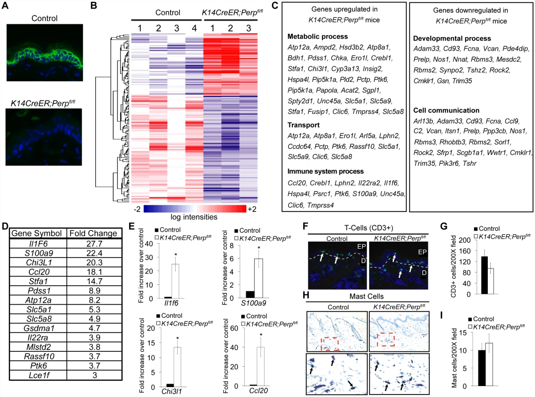 <i>Perp</i>-deficiency induces expression of inflammation-related genes.