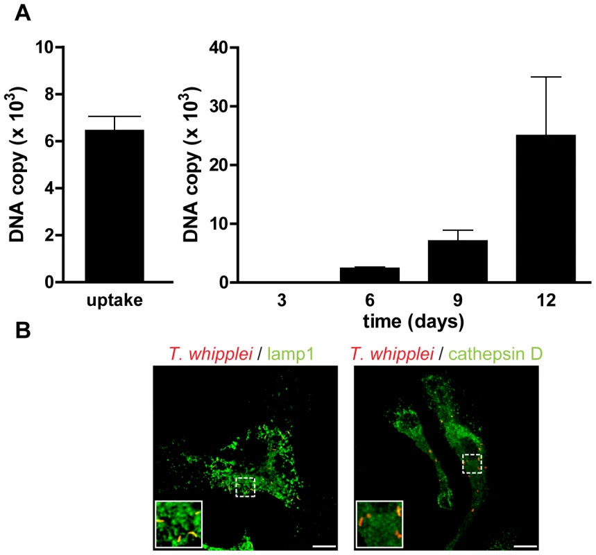 <i>T. whipplei</i> replicates in BMDM.