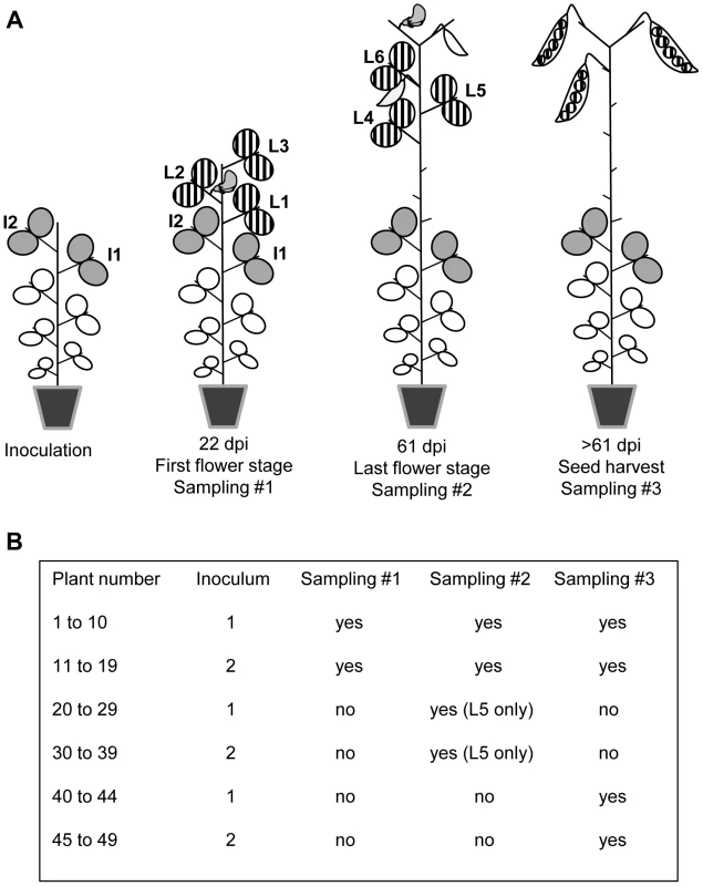 Virus sampling design for pea plants inoculated with PSbMV.