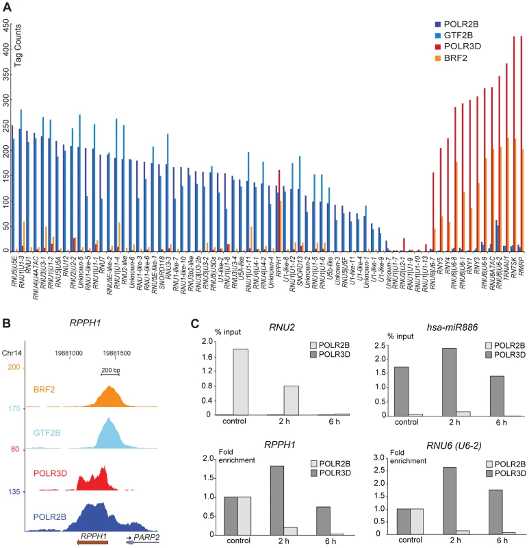 Pol II and III occupancy of snRNA genes.