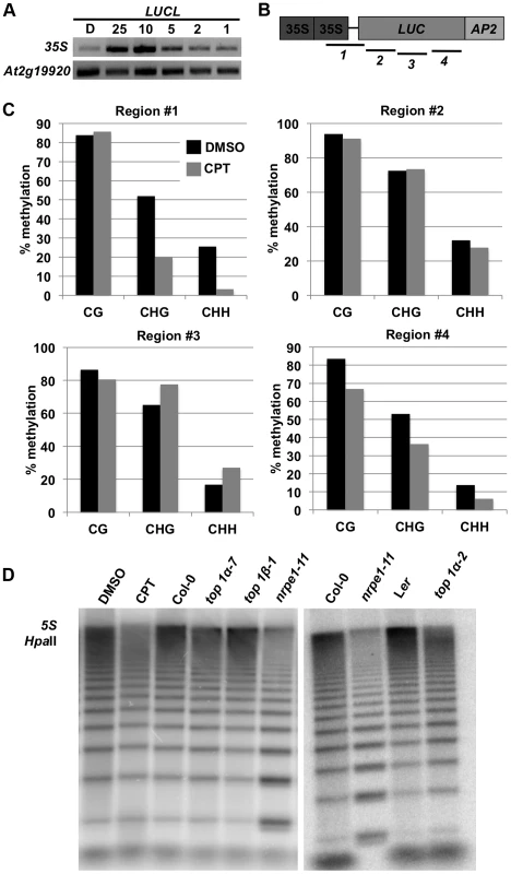 Addition of CPT or loss of <i>TOP1α</i> releases DNA methylation.