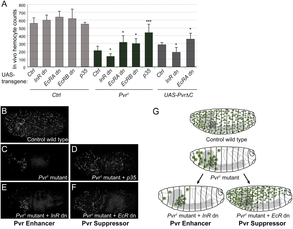 Role of EcR and InR in embryonic hemocytes <i>in vivo</i>.