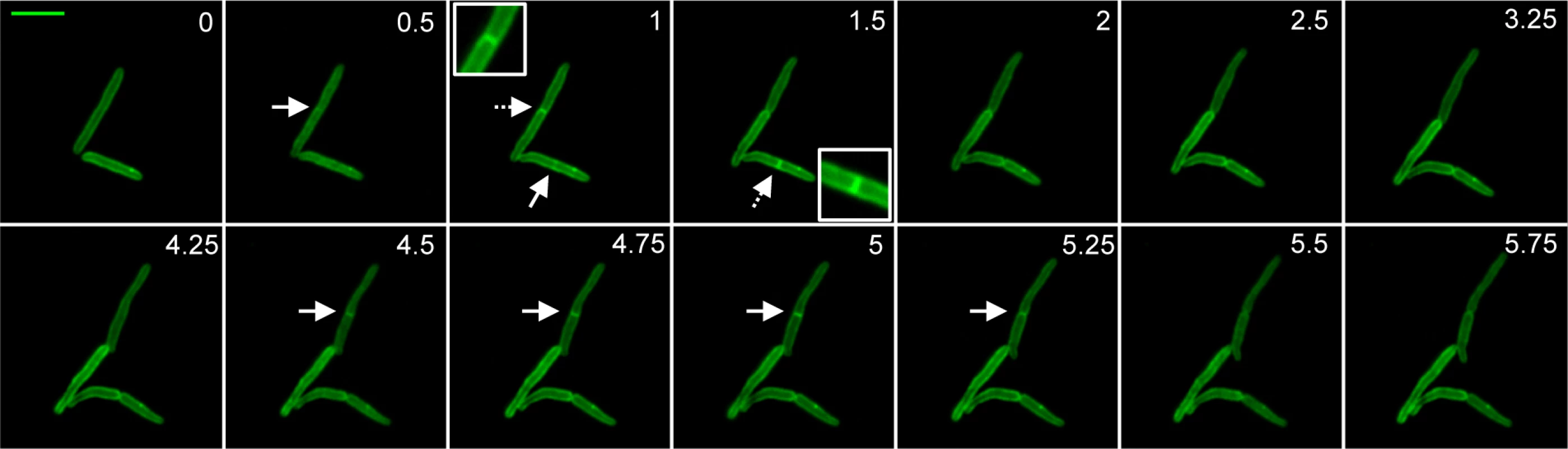 PerM accumulates at the septum during cell division.