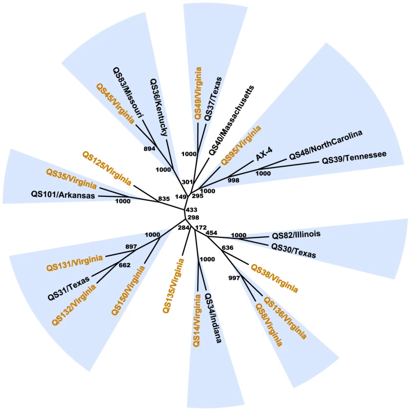 Relationships between <i>D. discoideum</i> strains.
