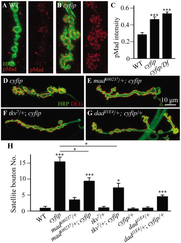 The excess satellite bouton formation in <i>cyfip</i> mutants depends on elevated BMP signaling.