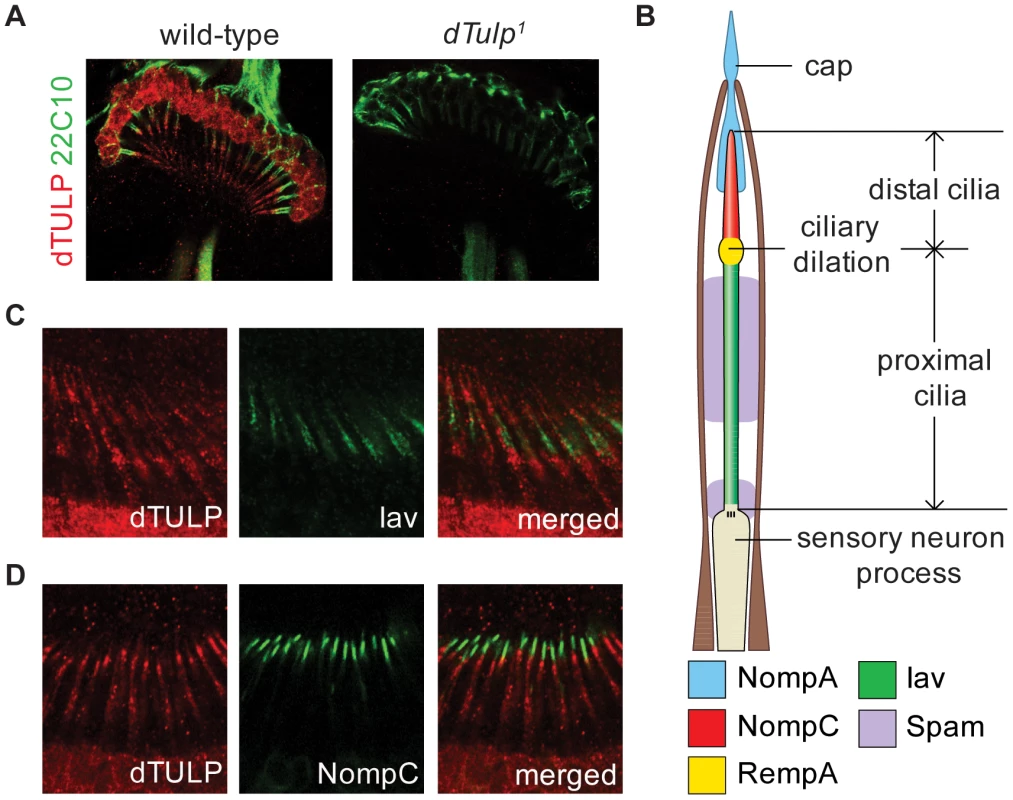 Ciliary localization of dTULP in Johnston's organ.