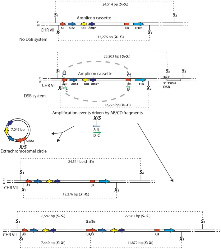 Diagrams of SFDA products.