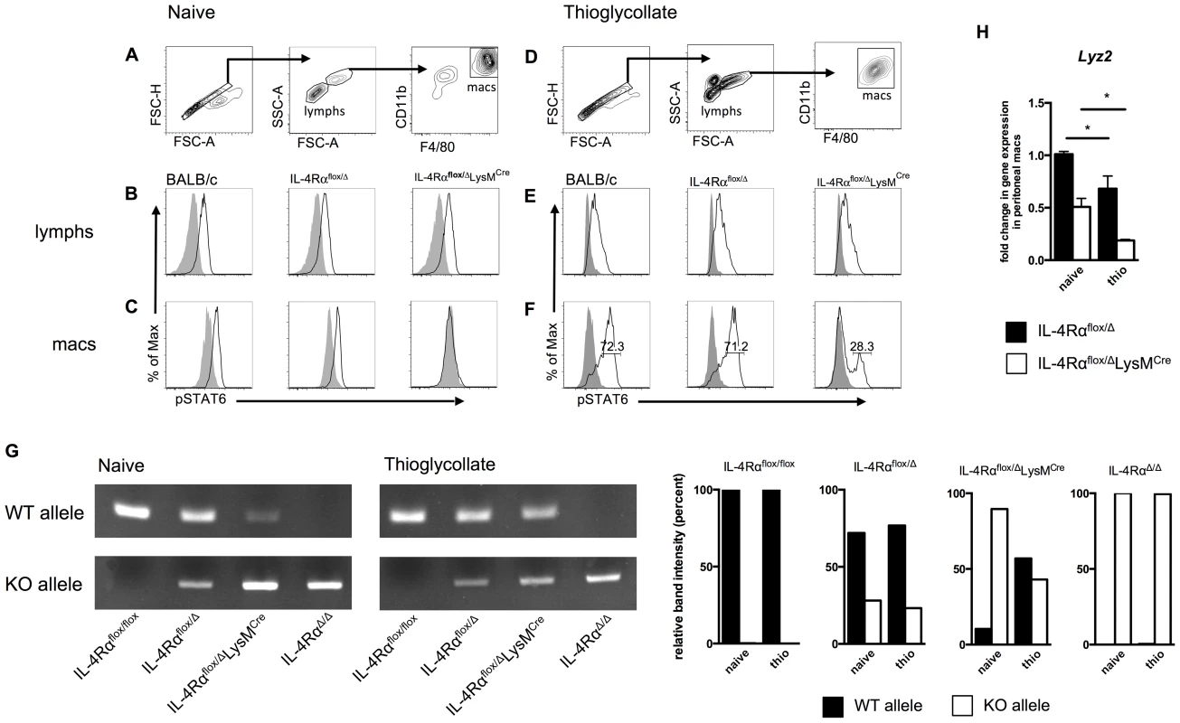 A population of inflammatory IL-4Rα-expressing myeloid cells resists LysM<sup>Cre</sup>-mediated deletion.