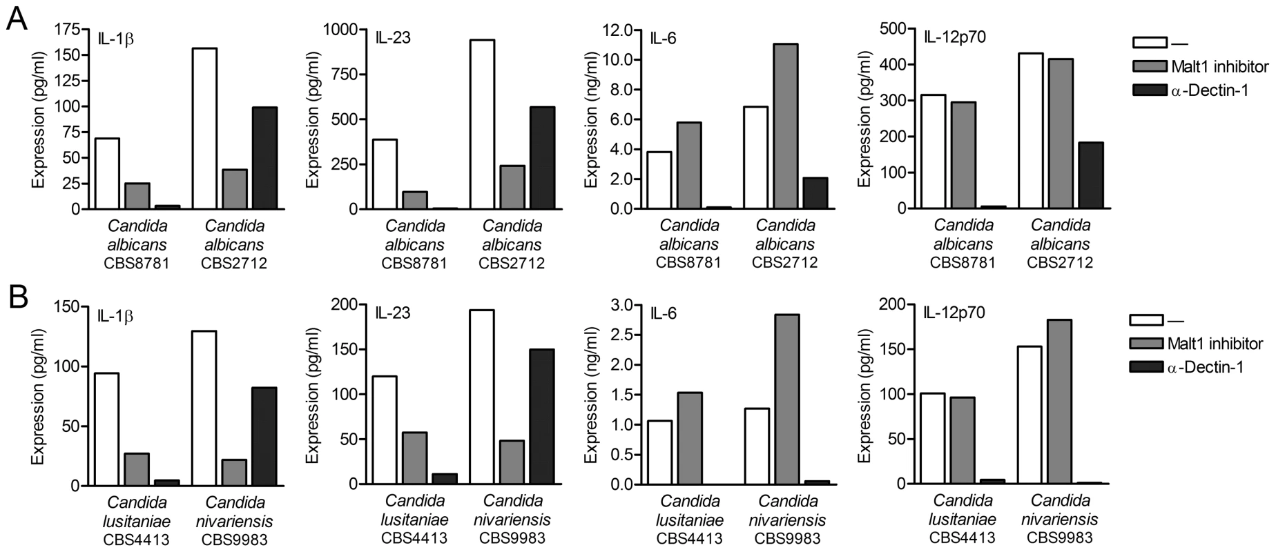 Malt activation controls IL-1β and IL-23 production in response to <i>Candida</i> spp.