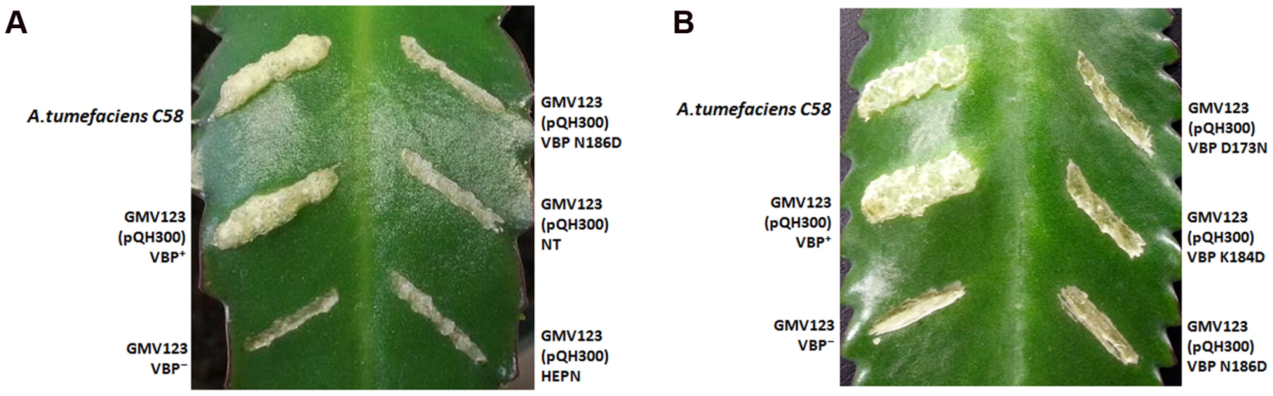 VBP is a functional dimer.
