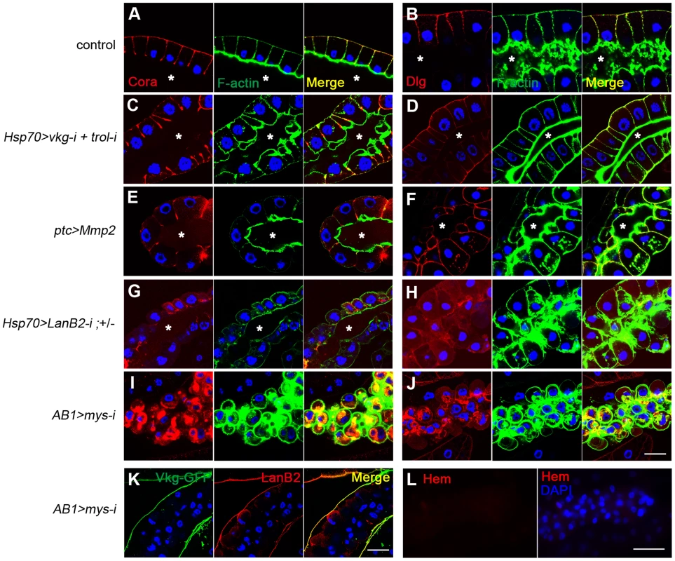 Cell integrity is severely disrupted specifically in BM-deficient, melanotic mass-containing larvae.