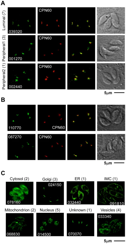 Localization of 30 previously uncharacterized proteins by endogenous epitope tagging.