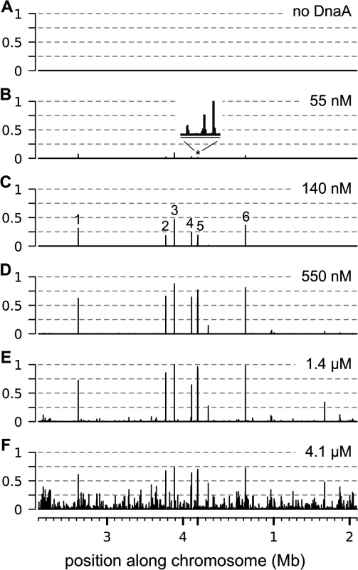 Binding of ATP-DnaA-his to genomic DNA <i>in vitro</i>.