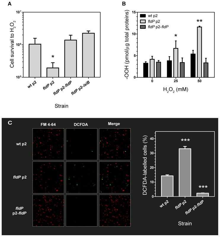 Role of FldP in cell survival and ROS accumulation upon exposure to H<sub>2</sub>O<sub>2</sub>.