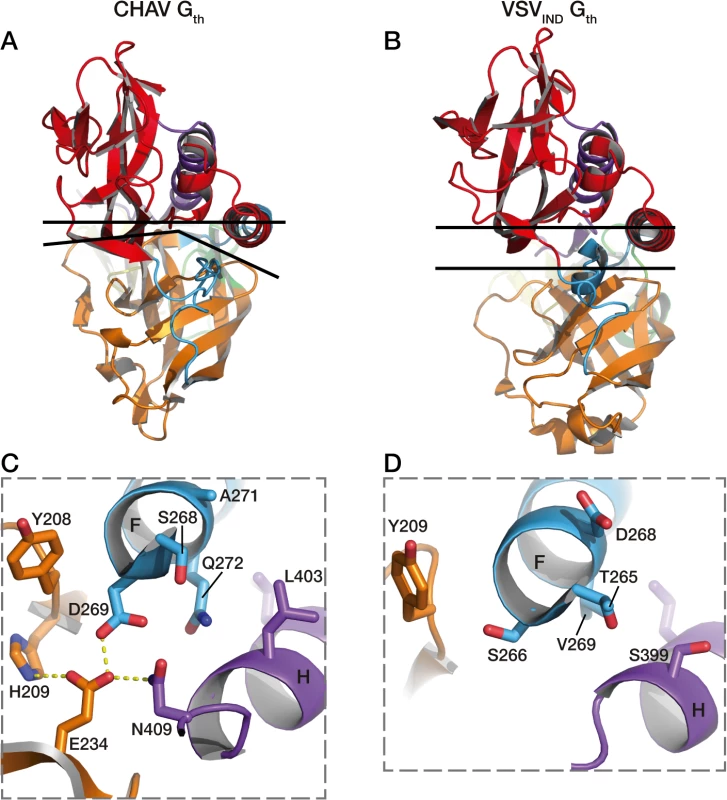 Packing of PHD domain against the central domain in CHAV-G<sub>th</sub> and VSV<sub>IND</sub>-G<sub>th</sub>.