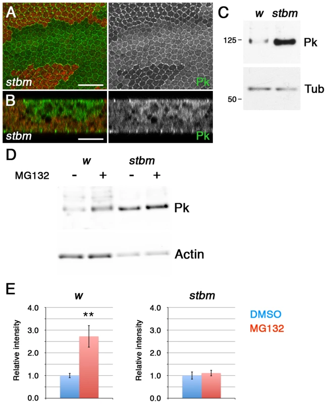Stbm regulates Pk localisation and degradation.