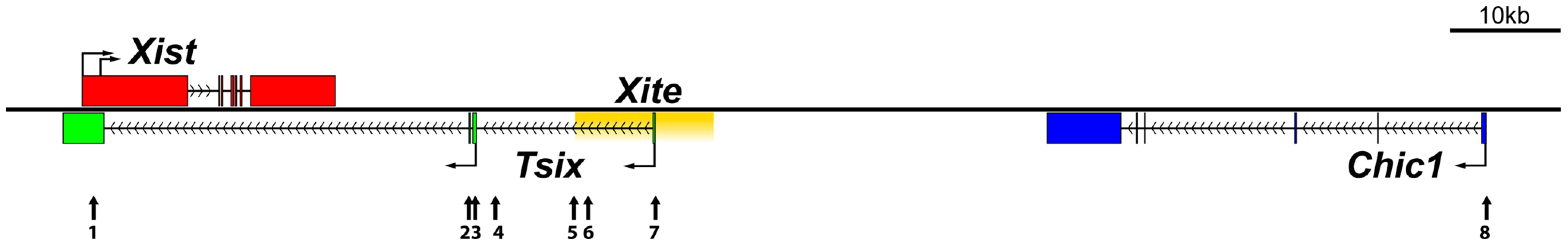 Map of selected elements within or surrounding the X-inactivation center region.