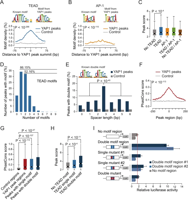 TEAD single and double motifs occur within most YAP1 binding sites.