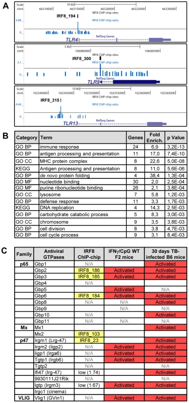 IRF8 regulates important functions of APC cells.
