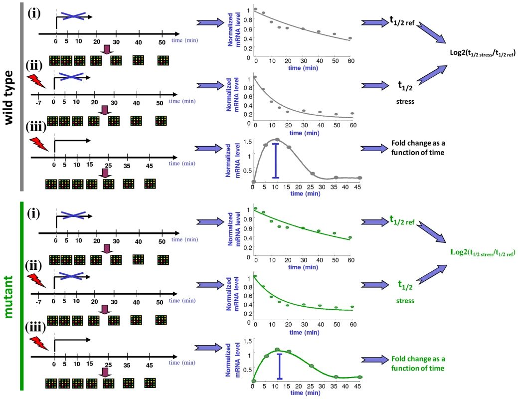 A schematic illustration of the experimental procedure.