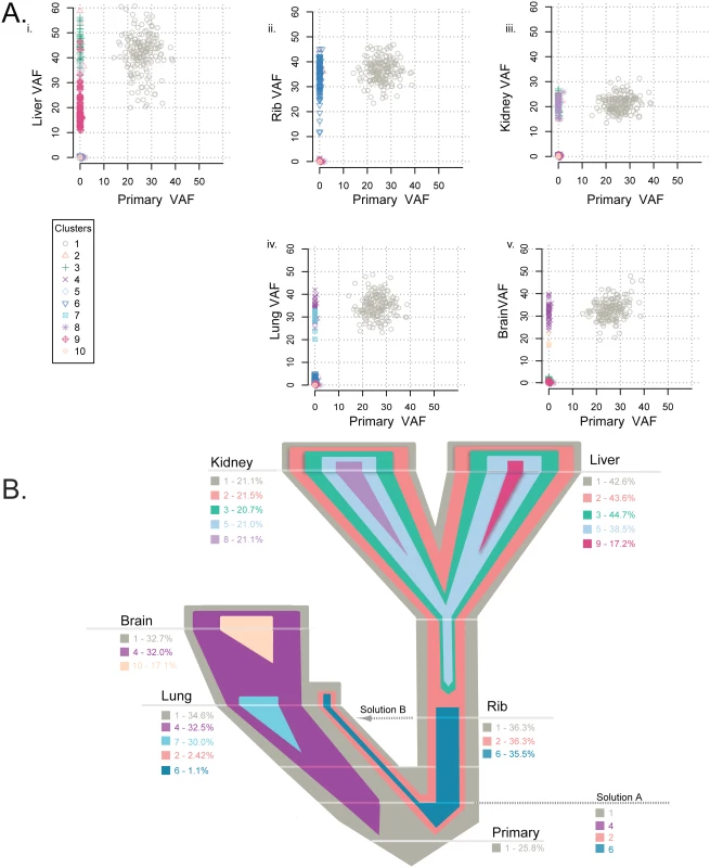 Clonality analysis of each tumor from patient A7.