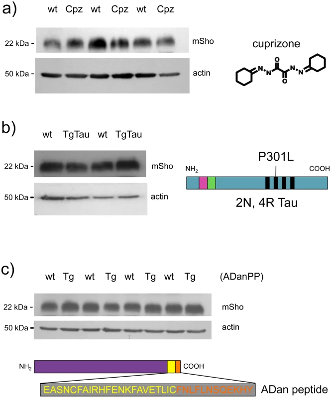 Steady-state levels of Sho protein in mice with ‘non-prion’ neurodegenerative syndromes.