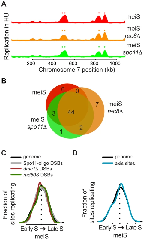 No relationship between DNA replication timing and recombination sites.