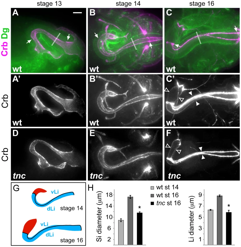 Tnc is required for hindgut lumen diameter expansion.