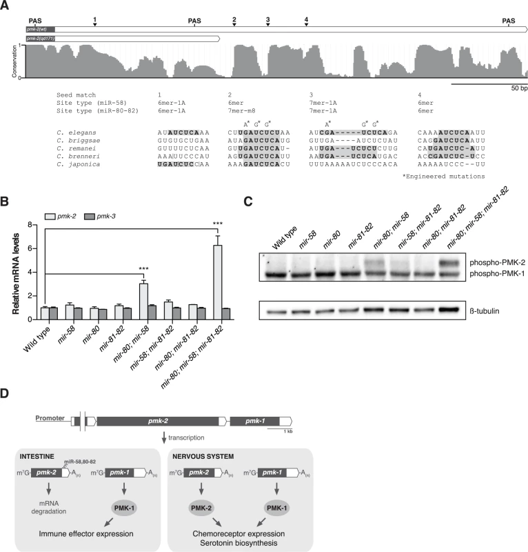 The miR-58/80-82 family of microRNAs functions redundantly to restrict expression of PMK-2 to the nervous system.
