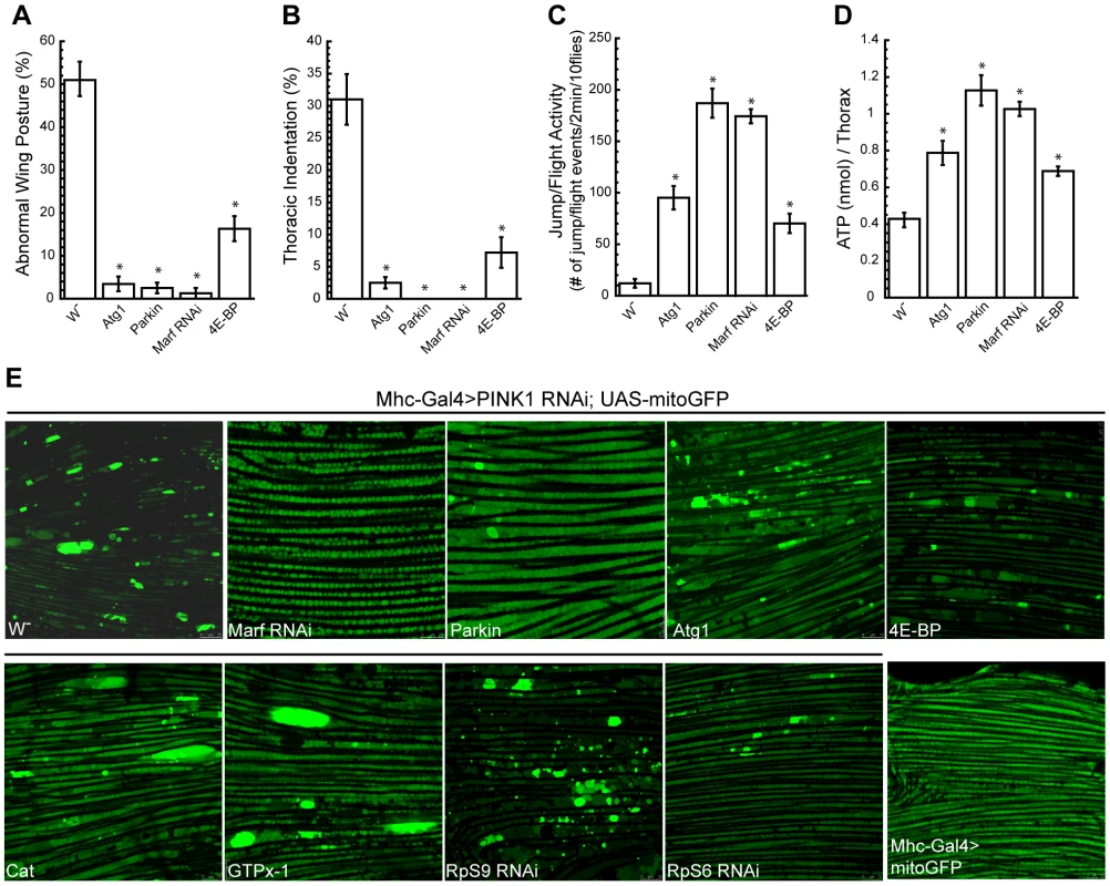 Overexpression of Atg1 rescues <i>PINK1</i> mutant phenotypes.