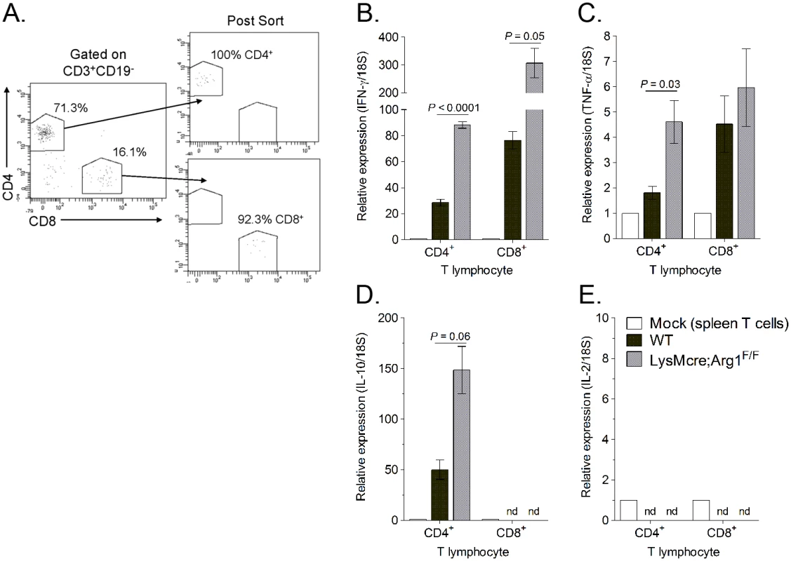 Muscle-infiltrating CD4<sup>+</sup> and CD8<sup>+</sup> T cells isolated from LysMcre;Arg1<sup>F/F</sup> mice express enhanced IFN-γ transcript.