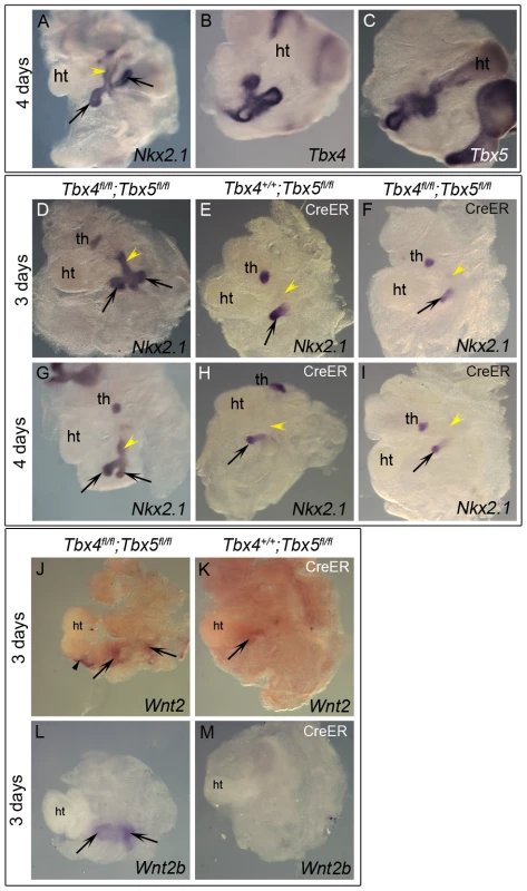 Early loss of <i>Tbx5</i> leads to aberrant lung bud and trachea specification.