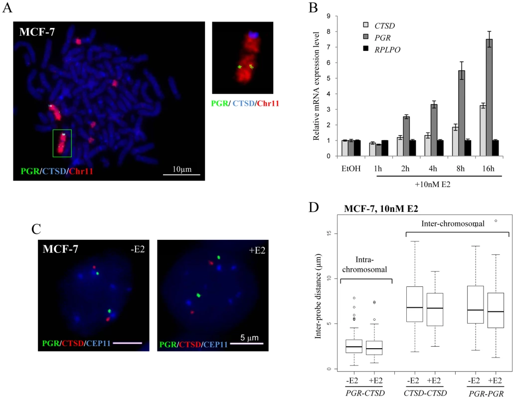 Localisation, expression, and nuclear organisation of <i>PGR</i> and <i>CTSD</i> in MCF-7 cells.