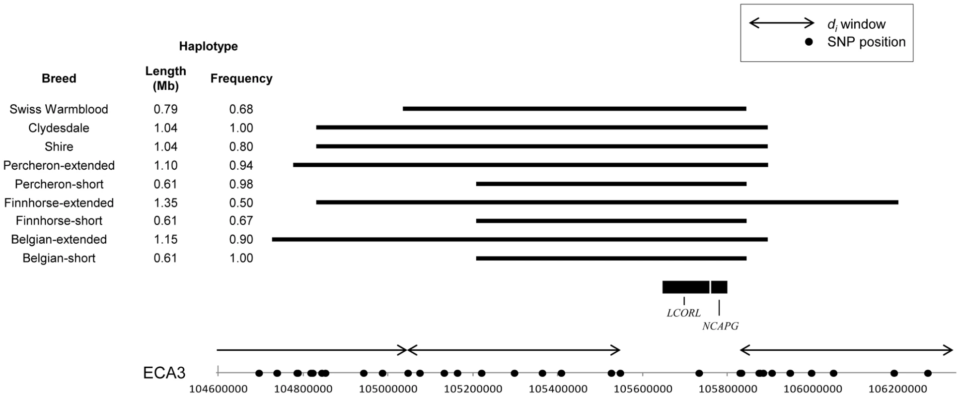 Frequency and location of extended haplotypes near <i>LCORL</i> and <i>NCAPG</i> in the draft breeds.