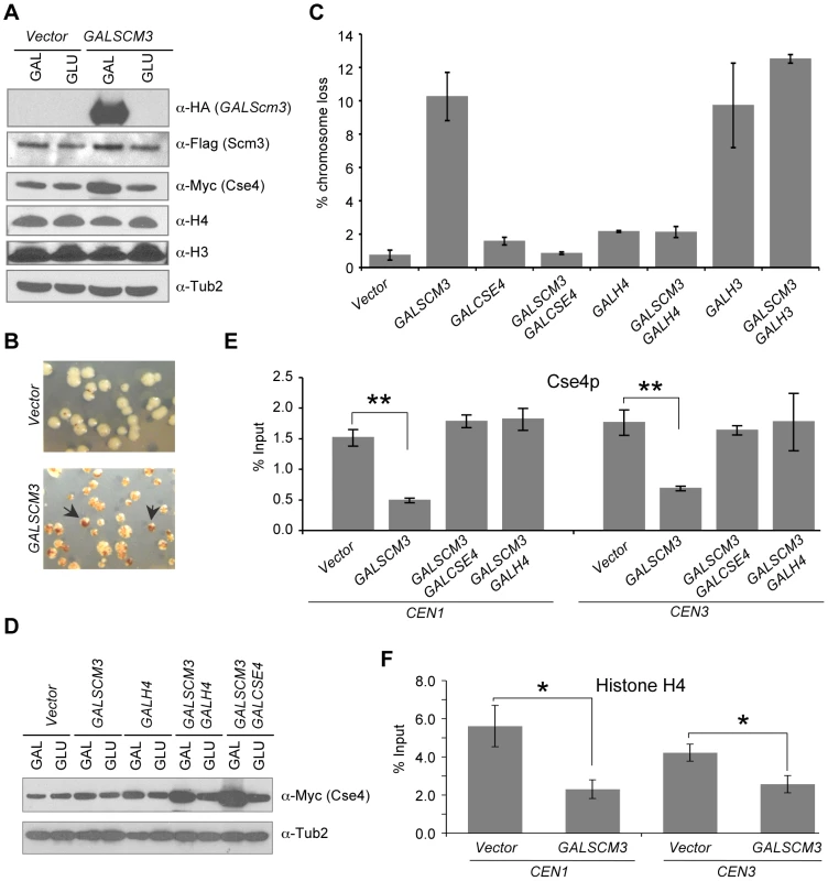 Overexpression of <i>SCM3</i> causes chromosome instability and reduction in <i>CEN</i>-bound Cse4p and histone H4.