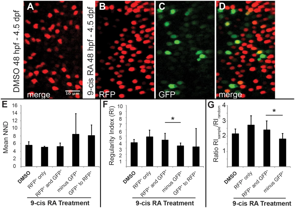 Two-dimensional pattern analysis of LWS cones in <i>LWS</i>:<i>PAC(H)</i> embryos exposed to RA: Retinoic acid induced LWS1-expressing cones do not disrupt the LWS2 cone mosaic.