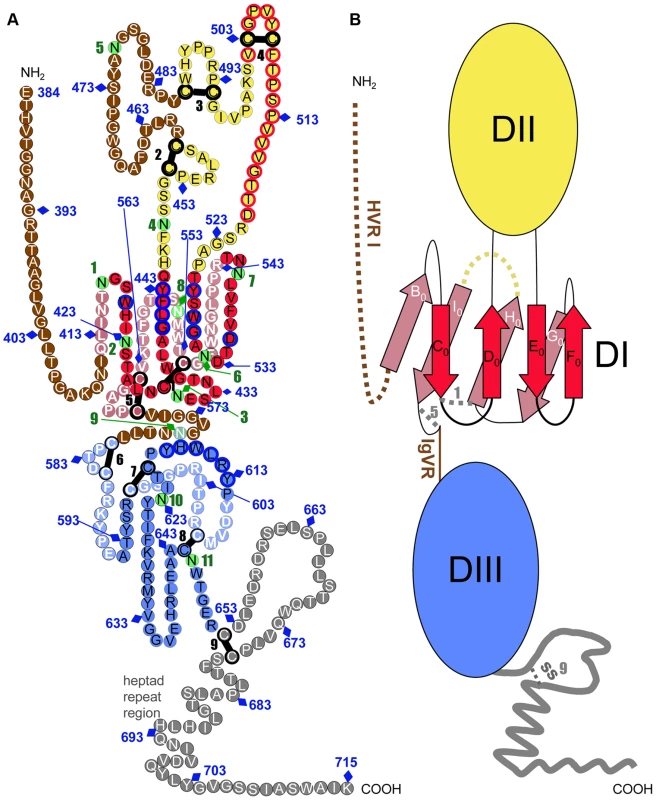 Tertiary organization of HCV E2e.