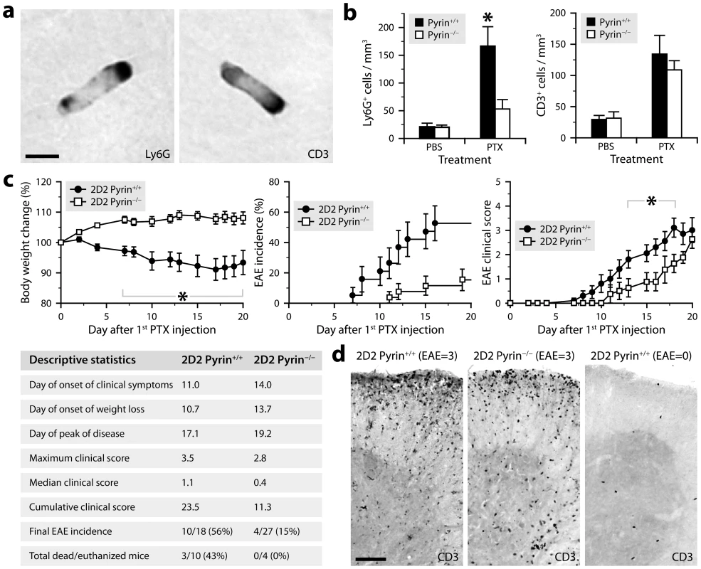 PTX requires pyrin to induce neutrophil intravascular crawling and to maximally promote EAE.