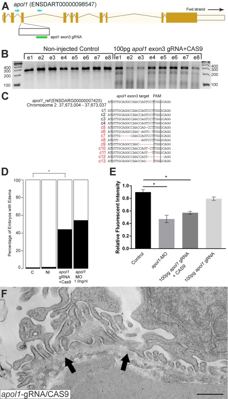 <i>apol1</i>-CRISPR F0 zebrafish embryos reproduce phenotypes observed in <i>apol1</i> morphants.