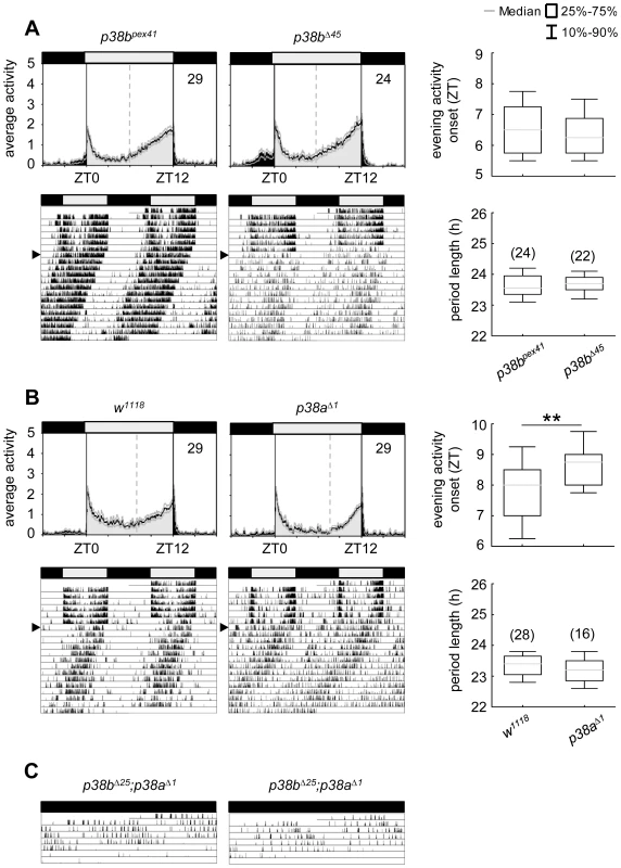 Locomotor activity rhythms of <i>p38b</i> and <i>p38a</i> null mutants and hypomorphic double mutant flies.