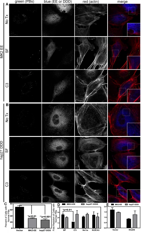 Upstream activators of Rho GTPase (MK2 EE and hsp27 DDD) disrupt p-bodies.