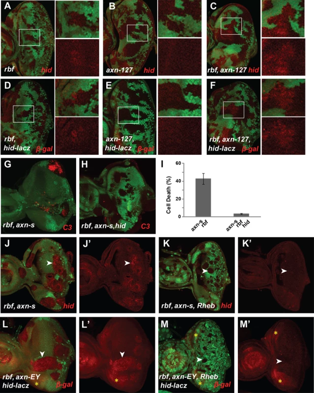 <i>axn</i> and <i>rbf</i> mutations synergistically upregulate <i>Hid</i> expressing depending on deregulated TORC1 activity.