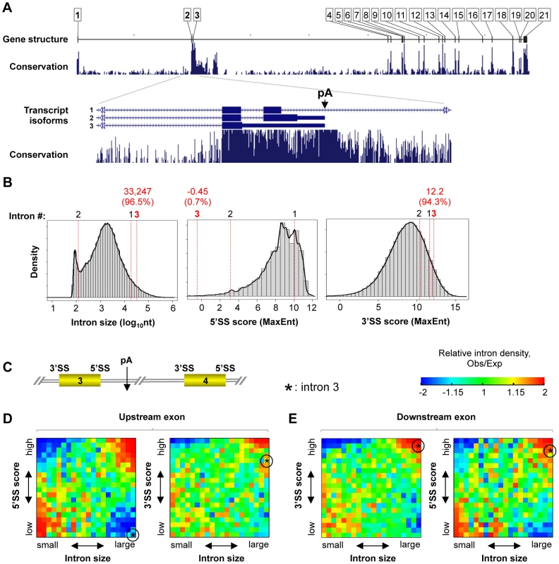 The intron 3 of human CstF-77 gene (<i>CTSF3</i>) has several unique, conserved features.