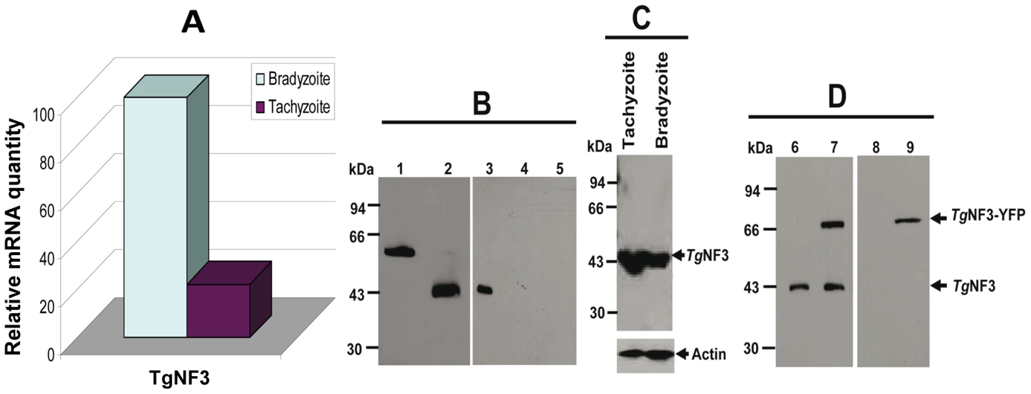 Comparison of the expression of <i>T. gondii</i> TgNF3 transcript and protein between tachyzoites and bradyzoites.