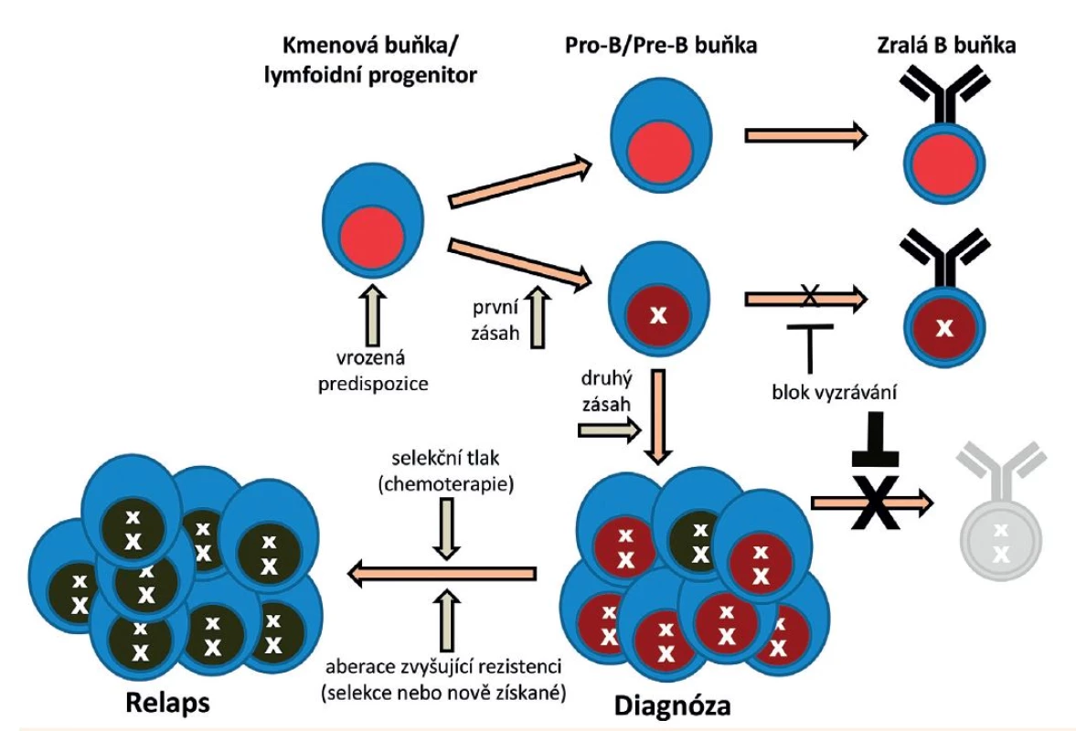 Genetická patogeneze ALL z B-prekurzorů. (Volně podle Inaba et al., Lancet 2013)