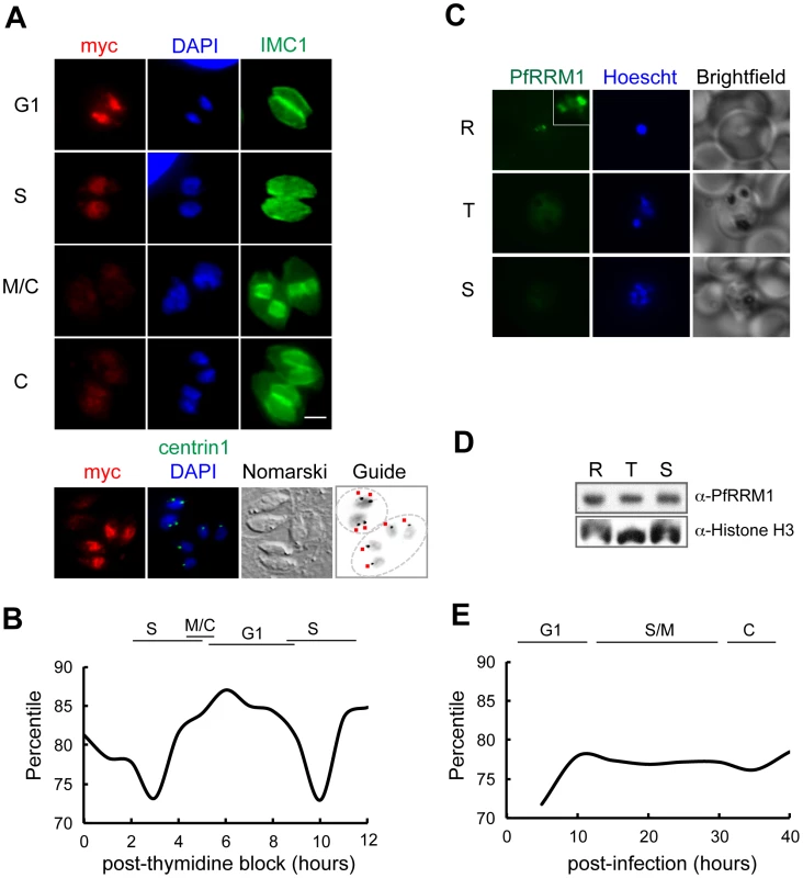 Expression of TgRRM1 is cell cycle–dependent.