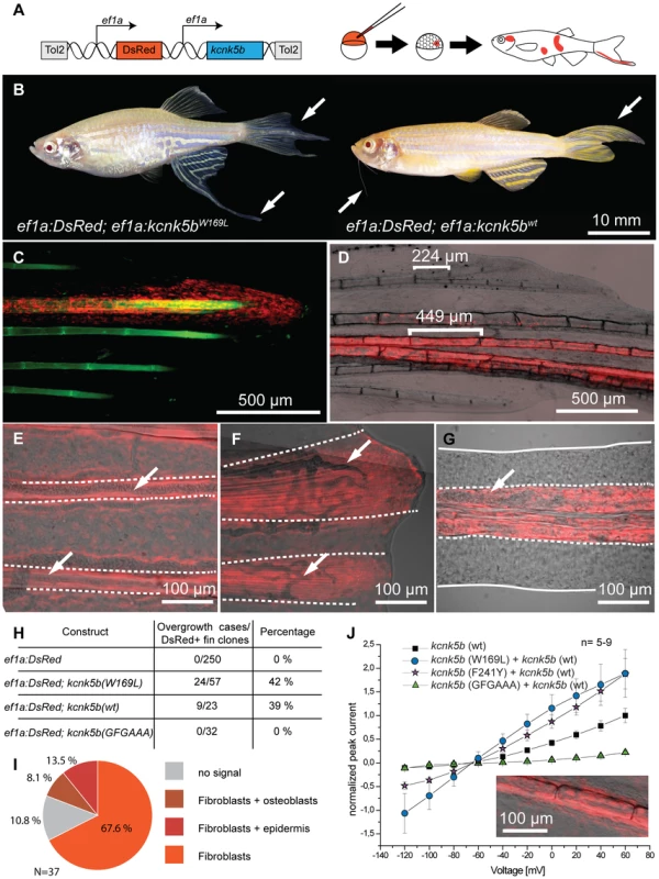 Overexpression of <i>kcnk5b</i> is sufficient to cause fin overgrowth.
