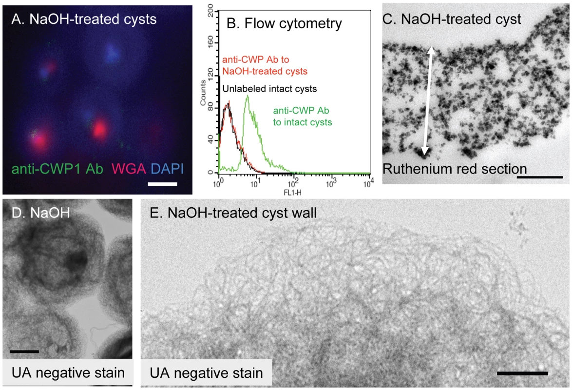 The deproteinated GalNAc homopolymer (NaOH-treated cyst wall) is a loose, thick-walled lattice of curled fibrils that maintains a hollow, spherical shape.