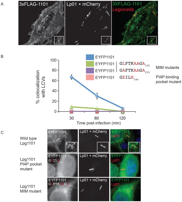 The effector Lpg1101 requires both its C-terminal LEPR and MIM regions for vacuolar localization.
